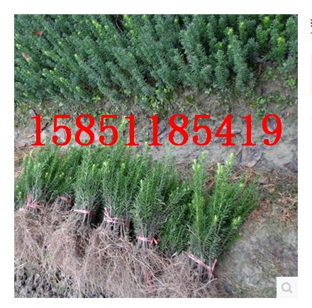 红豆杉树苗南方小苗地栽占地苗绿植盆景地栽植物 庭院绿化
