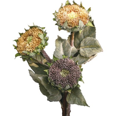 复古怀旧向日葵装饰花