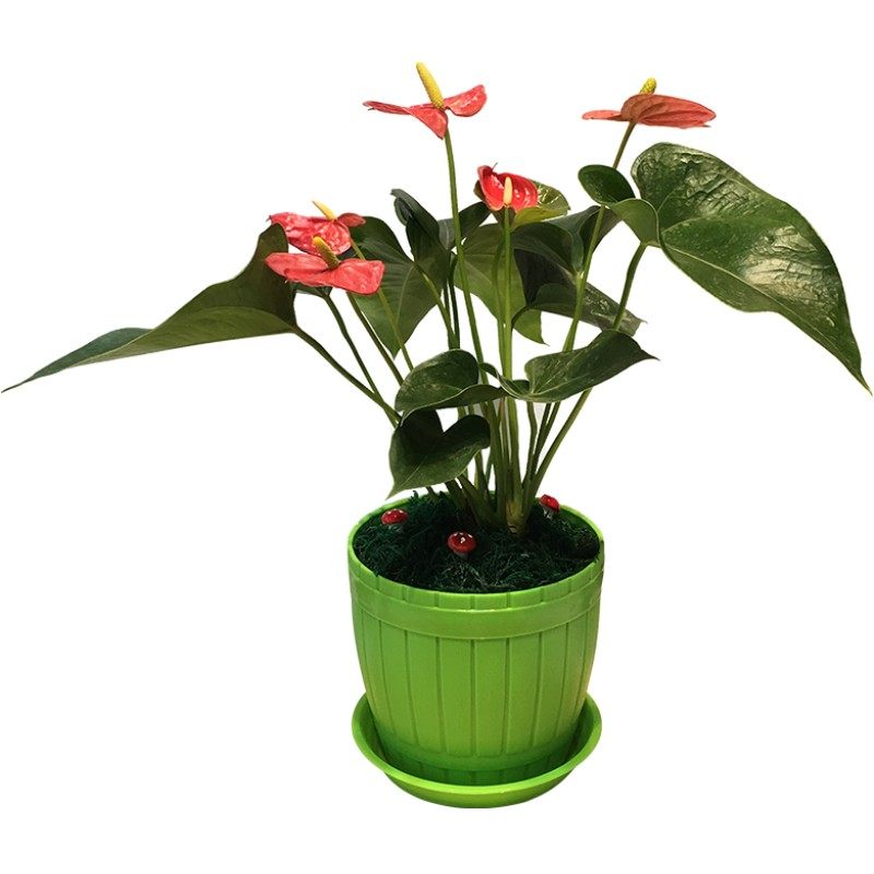 红掌盆栽绿植室内花卉
