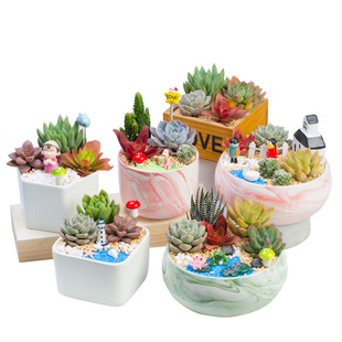 多肉陶瓷套装组合多肉植物组合盆栽套餐含盆含土DIY盆栽材料包邮