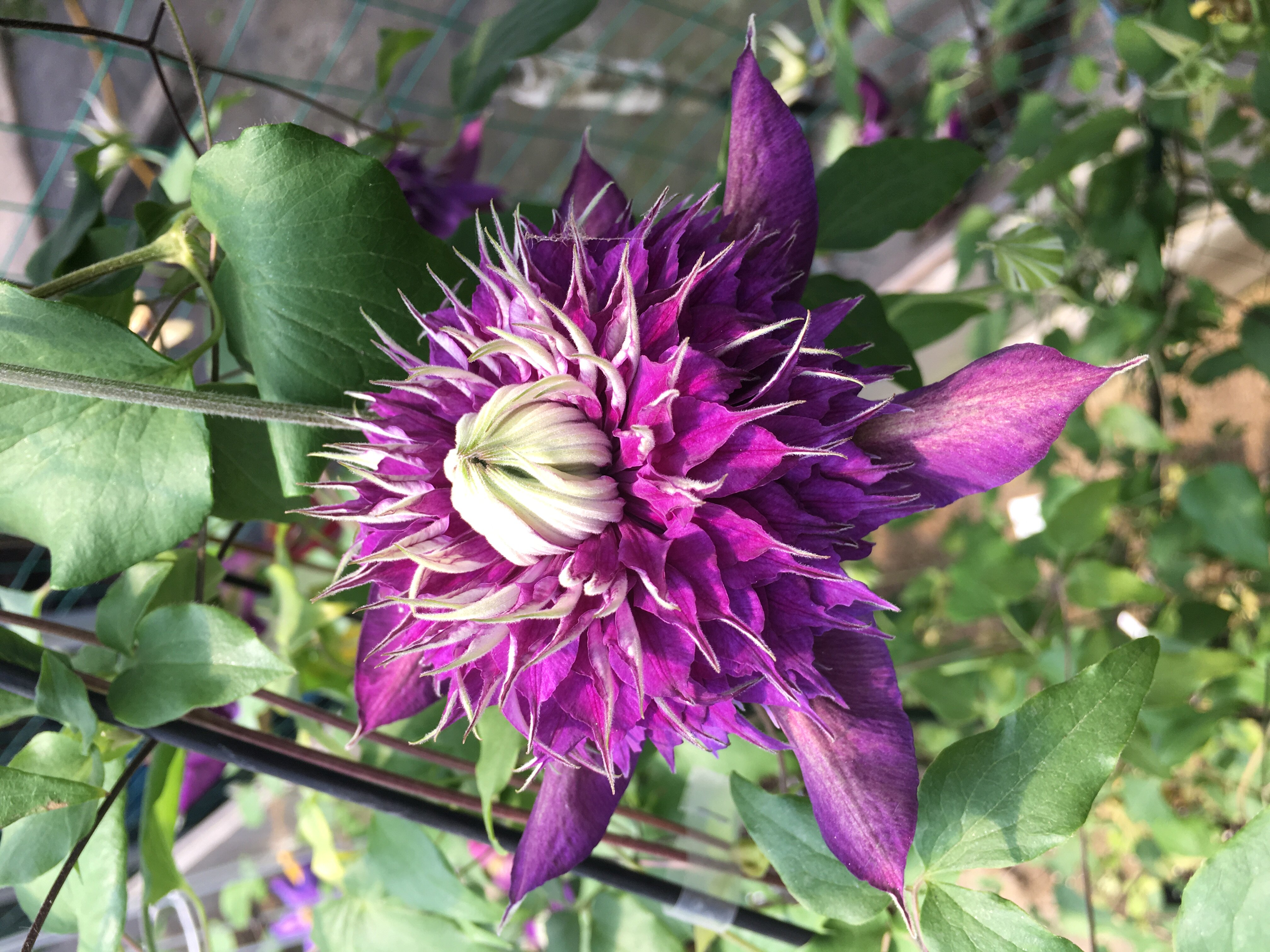 铁线莲大苗盆栽爬藤植物紫丸子四季开花重瓣大花藤本户外花卉植物