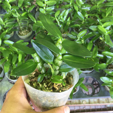 石斛兰盆栽铁皮石斛春石斛苗甜心办公室桌面阳台花卉绿植盆栽包邮