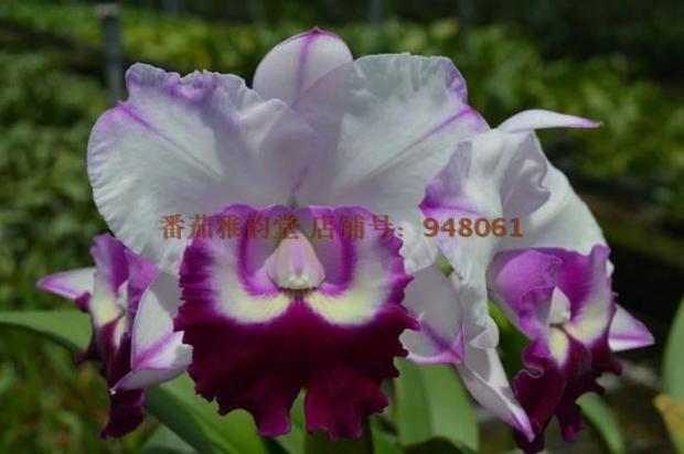 番茄雅韵堂 Rlc. Chief Journey‘First Choice’茱妮卡特兰兰花