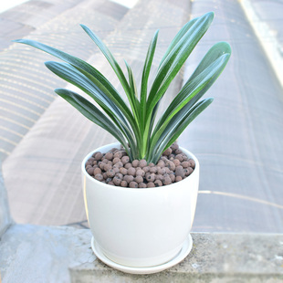 水仙花君子兰石蒜年宵花卉室内客厅书房冬季开花盆栽净化空气送礼