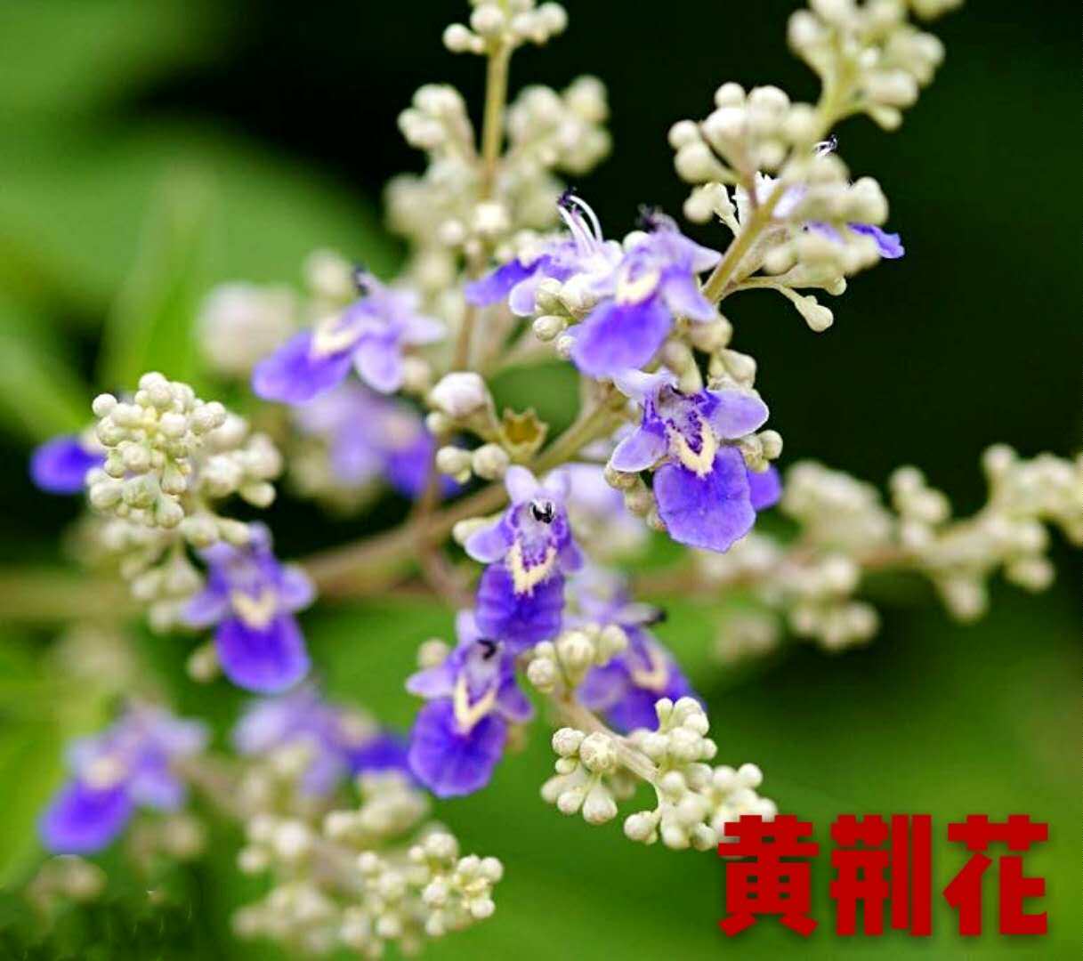 黄荆老桩舍利桩盆景桩熟桩荆条盆栽绿植花卉