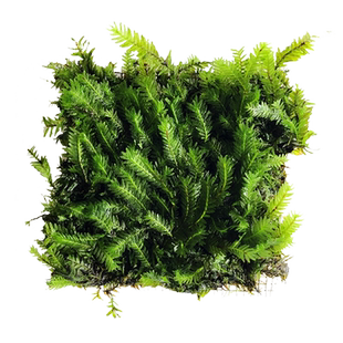 鱼缸垂泪莫斯片水草活体植物慕斯散装莫丝沉木火焰松茸大三角造景