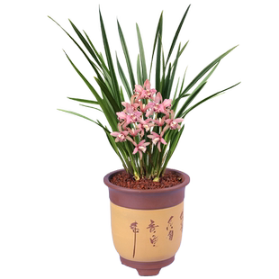 兰花苗 红粉佳人 建兰四季兰红花浓香好养易活绿植花卉盆栽常青