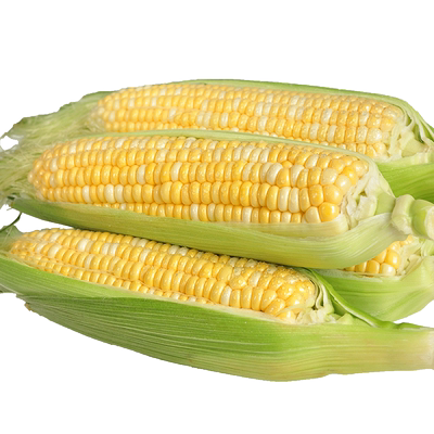云南金银水果玉米9斤新鲜生吃