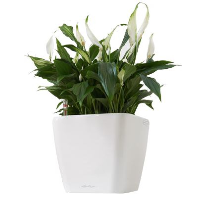 德国进口简约树脂花盆