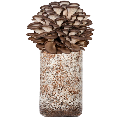 蘑菇种植包香菇金针菇杏鲍菇