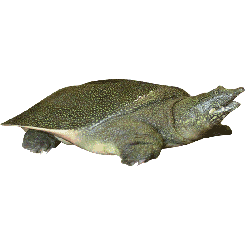 慢长外塘王八龚老汉鲜活甲鱼