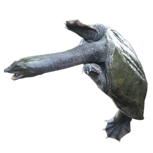 仙湖甲鱼7斤汉寿甲鱼中华鳖生鲜10年仿野自然生长老水鱼高档送礼