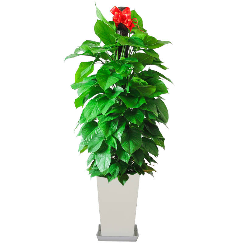 大叶绿萝柱客厅公司净化空气绿植