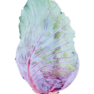 有机紫甘蓝新鲜紫包菜生吃菜卷心菜紫椰菜轻食沙拉健康无农残蔬菜