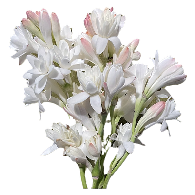 左家花园晚香玉种球阳台盆栽庭院地栽白色重瓣浓香型花卉新手易养