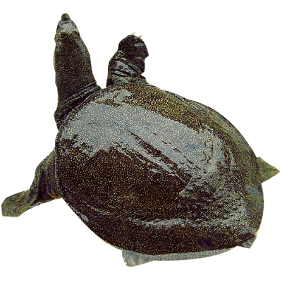 龚老汉生态散养死亡包赔顺丰甲鱼