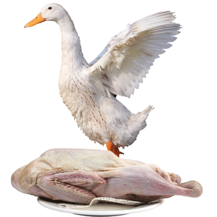 三年老鸭子生态放养现杀洪湖整鸭水鸭农家散养 老鸭汤 土鸭麻鸭