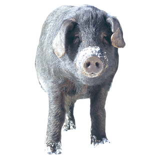 年货新年礼盒东北长白山散养黑猪肉新鲜土猪肉春节过年送礼送长辈