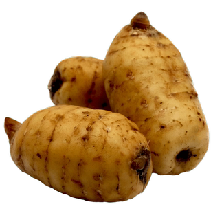 云南昭通新鲜天麻小草坝2斤现挖生天麻活当季大天麻仿野生环境