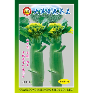 和利农正源大笋黄花鸡腿芥兰种子菜种粗条芥蓝种籽甜脆四季蔬菜孑