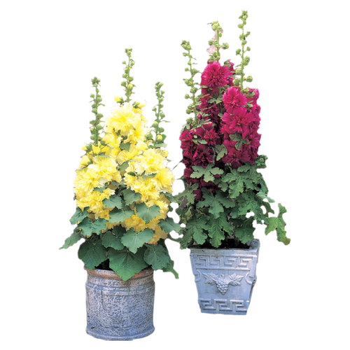 逸棵3株重瓣蜀葵花苗种子籽小苗一丈红阳台庭院室外【群专用】