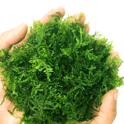 鱼缸水草莫丝火焰松茸莫斯水族箱