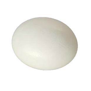 【极速发】安尊顺丰包邮超大鸵鸟蛋鸸鹋蛋新鲜可食用蛋特大号驼鸟