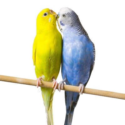 虎皮宠物会说话活体彩色小鸟