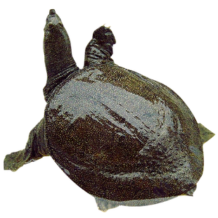 龚老汉中华鳖慢长外塘散养 童子鳖甲鱼礼盒 鲜活有劲 顺丰 母小王