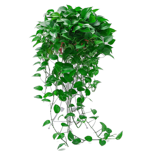 大盆绿萝盆栽长藤垂吊室内客厅净化空气水培大叶绿植花卉爬藤款