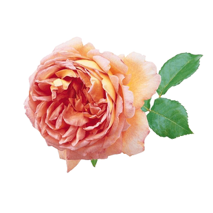 亚伯拉罕达比月季藤本月季盆栽攀援花卉爬藤浓香绿植花卉