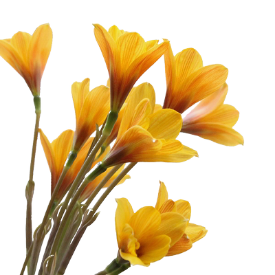 风雨兰种球当年开花球新手易养