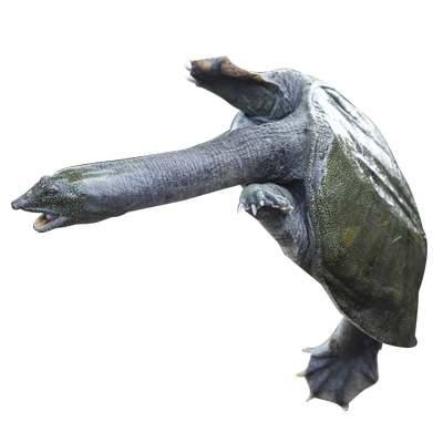 仙湖甲鱼3-6斤汉寿甲鱼