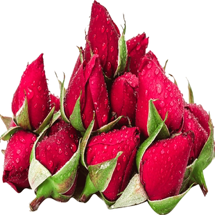 云南新鲜可食用玫瑰花鲜花花骨朵非花瓣现摘免洗墨红玫瑰做纯露醋