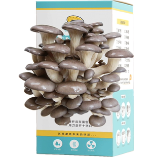 蘑菇种植包儿童幼儿园植物观察日记生长发芽小盆栽种植小花农迷你