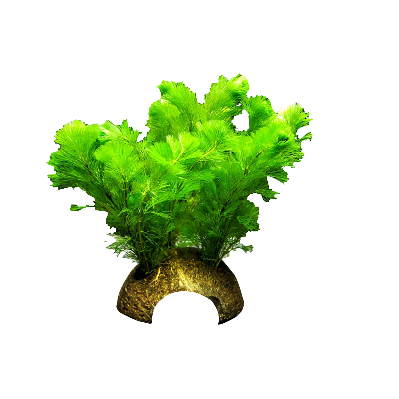 綠菊水草造景魚缸活體