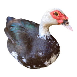 农家散养番鸭土鸭子红脸鸭放养新鲜现杀当年鸭肉屯鸭腾鸭 7斤左右