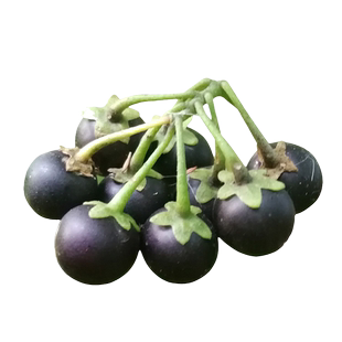 东北龙葵种子黑悠悠水果黑天天苗黑黝黝籽龙葵果蔬菜种孑大全种籽