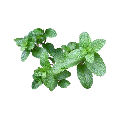 虹越香草植物薄荷盆栽可食用香料