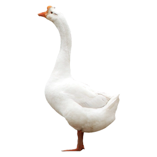 农家散养土鹅嫩鹅现杀鹅肉新鲜大鹅白鹅冷冻笨鹅铁锅炖大鹅非老鹅