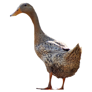 老鸭农家3年老鸭子5斤生态散养麻鸭新鲜鸭肉老水鸭土鸭产蛋老母鸭