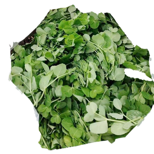 肥仔豌豆苗种子无须碗豆尖豌豆种籽龙须菜蔬菜种子阳台大田豆芽菜