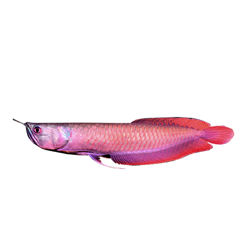 幻彩銀龍魚活體觀賞魚苗熱帶魚中大型風水招財七彩銀龍魚順豐包郵