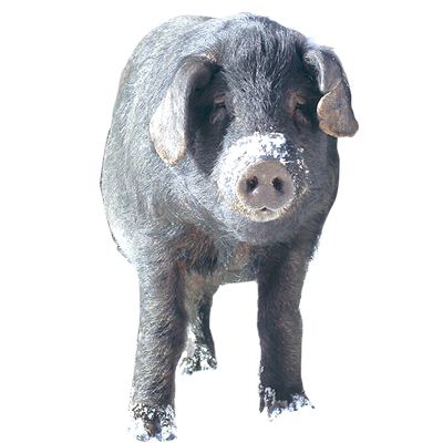 东北黑猪肉野蛮香长白山散养