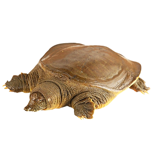 外湖生态放养甲鱼1.5斤公鳖中华鳖活体老鳖王八水鱼团鱼鲜活水产