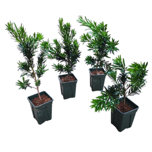 雀舌小叶罗汉松树苗盆景树小苗造型盆景素材盆栽带盆栽种发货