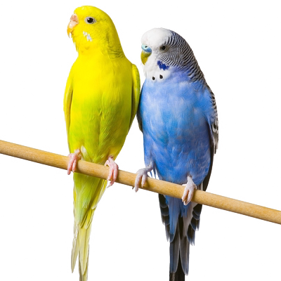 虎皮鹦鹉活鸟会说话宠物手养鸟