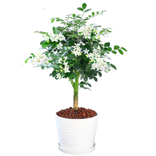 九里香盆栽驱蚊植物室内阳台浓香花卉盆景老桩四季千里香绿植好养