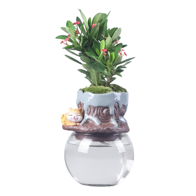 不夜城芦荟万重山花卉虎刺梅植物