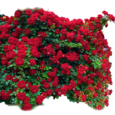 蔷薇花苗爬藤四季庭院植物